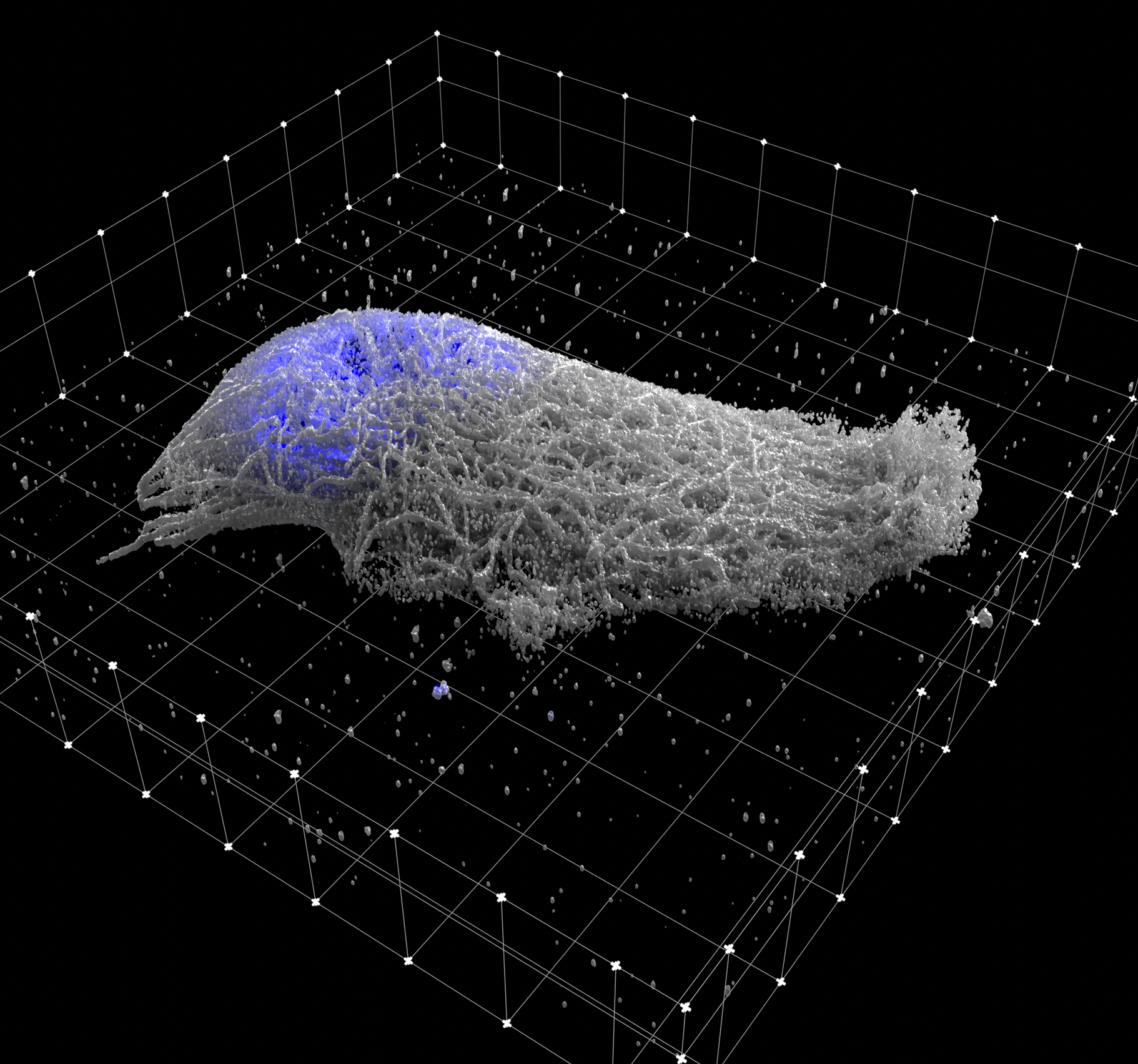 Microscopy Nodes visualization